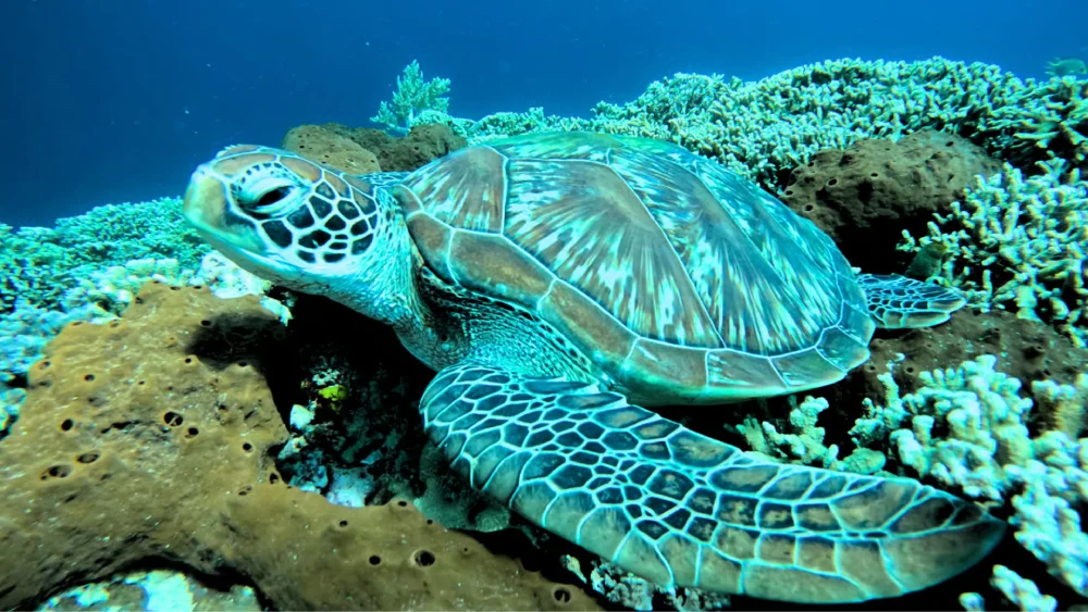 Best Muncle: Private Snorkeling & Sacred Temple 3